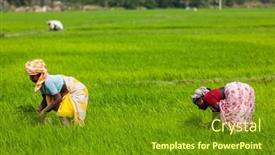  Presentation with population - Amazing presentation theme having tamil-nadu-india-february-13 backdrop and a tawny brown colored foreground