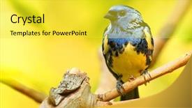  Presentation with tropical rainforest - Amazing slides having tanager tangara mexicana tropical bird backdrop and a yellow colored foreground
