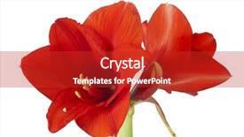  Presentation with octopus on isolated white - Beautiful PPT theme featuring tangerine amaryllis blossoms isolated backdrop and a crimson colored foreground