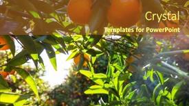  Presentation with turkey - PPT theme with tangerine-garden-in-the-turkey background and a tawny brown colored foreground