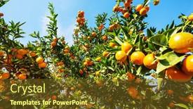  Presentation with turkey - Colorful presentation theme enhanced with tangerine-garden-in-the-turkey backdrop and a tawny brown colored foreground