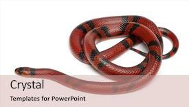  Presentation with white milk - Beautiful theme featuring tangerine honduran milk snake lampropeltis backdrop and a  colored foreground