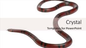  Presentation with milk can - Colorful PPT theme enhanced with tangerine honduran milk snake lampropeltis backdrop and a  colored foreground