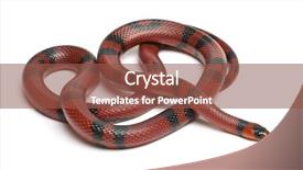  Presentation with amul milk - PPT layouts having tangerine honduran milk snake lampropeltis background and a  colored foreground
