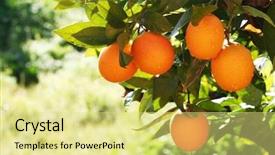  Presentation with garden - Beautiful PPT theme featuring agriculture africa - tangerine in garden backdrop and a yellow colored foreground