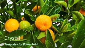  Presentation with fruits - Cool new slide set with tangerine-tree-with-fruits-close backdrop and a tawny brown colored foreground