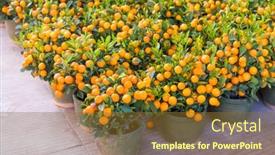  Presentation with good luck - Slides enhanced with tangerines-a-symbol-of-good background and a tawny brown colored foreground