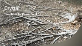  Presentation with tree roots - Slide deck with tangled-gray-tree-roots-growing and a gray colored foreground
