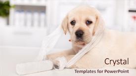  Presentation with veterinary - Theme with tangled up in bandage material background and a lemonade colored foreground