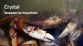  Presentation with food market - PPT theme consisting of marine crabs - live dungeness crab crab background and a tawny brown colored foreground