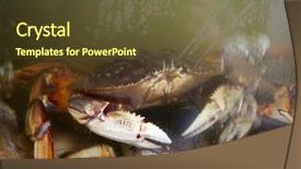  Presentation with market food - Beautiful PPT layouts featuring marine crabs - live dungeness crab crab backdrop and a tawny brown colored foreground