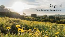  Presentation with wildflower meadow - Beautiful presentation theme featuring wildflowers - san fernando valley spring wildflower backdrop and a light gray colored foreground