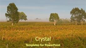  Presentation with grape vine wine grapes - Slide deck featuring tannins - foggy view of vineyard background and a  colored foreground