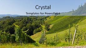  Presentation with grape vine wine grapes - Beautiful slides featuring tannins - landscape view of vineyard backdrop and a light blue colored foreground