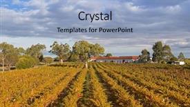  Presentation with grape vine wine grapes - PPT theme consisting of tannins - landscape view of vineyard background and a light blue colored foreground