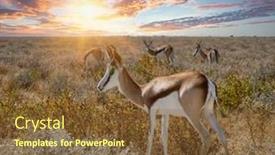  Presentation with savannah - Presentation theme enhanced with tanzania-great-dry-gras-savannah background and a tawny brown colored foreground