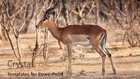  Presentation with savannah - Audience pleasing presentation consisting of tanzania-great-dry-gras-savannah backdrop and a coral colored foreground