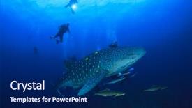  Presentation with divers - Slide set featuring tao - whale shark and scuba divers background and a navy blue colored foreground