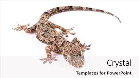  Presentation with house - PPT layouts featuring tapered - photo of house gecko background and a  colored foreground