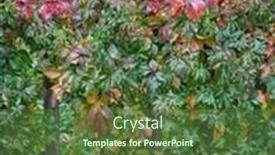  Presentation with fall color - Slide set with tapestry-of-vine-and-tree background and a tawny brown colored foreground