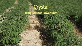  Presentation with tapioca - Presentation featuring tapioca or cassava farmland agriculture background and a tawny brown colored foreground