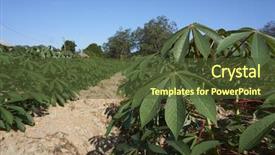  Presentation with tapioca - Beautiful presentation design featuring tapioca or cassava farmland agriculture backdrop and a tawny brown colored foreground