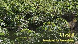  Presentation with tapioca - Presentation featuring tapioca or cassava farmland agriculture background and a tawny brown colored foreground