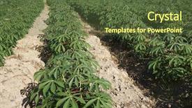  Presentation with tapioca - Amazing presentation having tapioca or cassava farmland agriculture backdrop and a tawny brown colored foreground