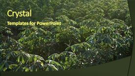  Presentation with tapioca - Presentation with tapioca or cassava farmland agriculture background and a tawny brown colored foreground