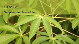  Presentation with tapioca - PPT theme featuring tapioca plants cassava or manioc background and a gold colored foreground