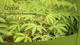  Presentation with tapioca - Cool new slide set with tapioca plants cassava or manioc backdrop and a yellow colored foreground