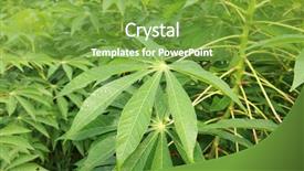  Presentation with tapioca - Amazing presentation theme having tapioca plants cassava or manioc backdrop and a seafoam green colored foreground