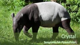  Presentation with wildlife - Theme having tapir tapirus indicus also call background and a tawny brown colored foreground