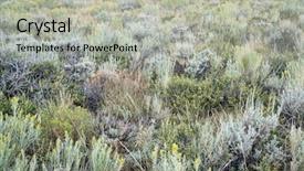  Presentation with tapestry - Theme featuring tapistry - late summer tapestry of wildflowers background and a light gray colored foreground