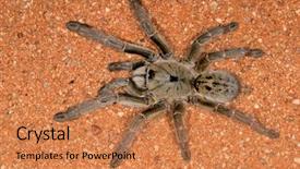  Presentation with spider - Presentation theme with tarantula - african horned baboon spider ceratogyrus background and a  colored foreground
