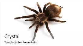  Presentation with spider - Colorful PPT layouts enhanced with tarantula - beautiful spider isolated on white backdrop and a white colored foreground