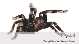  Presentation with attack drone - Presentation theme having tarantula rearing in attack mode background and a  colored foreground