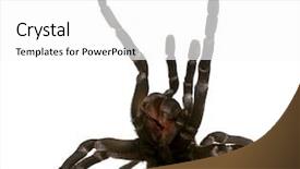  Presentation with spider - PPT layouts consisting of tarantula spider attacking haplopelma minax background and a  colored foreground