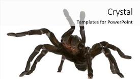  Presentation with spider - Theme with tarantula spider attacking haplopelma minax background and a  colored foreground