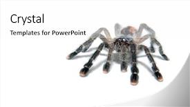  Presentation with spider - Colorful slides enhanced with tarantula spider avicularia metallica isolated backdrop and a white colored foreground