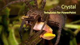  Presentation with life struggle - Colorful presentation theme enhanced with tarantula spider eats frog hairy backdrop and a tawny brown colored foreground