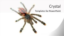  Presentation with spider - Audience pleasing PPT theme consisting of tarantula spider isolated on white backdrop and a white colored foreground