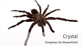  Presentation with spider - PPT layouts consisting of tarantula spider on white background background and a white colored foreground