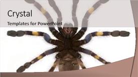  Presentation with spider - Colorful theme enhanced with tarantula spider poecilotheria metallica backdrop and a light gray colored foreground