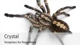  Presentation with spider - PPT layouts consisting of poison dart frog dendrobates auratus from costa rica background and a violet colored foreground