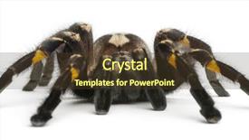  Presentation with spider - Cool new theme with tarantula spider poecilotheria metallica backdrop and a  colored foreground