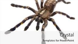  Presentation with spider - PPT theme consisting of tarantula spider poecilotheria metallica background and a white colored foreground