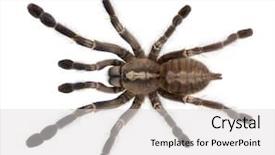  Presentation with spider - Cool new PPT theme with tarantula spider poecilotheria metallica backdrop and a light gray colored foreground