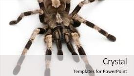  Presentation with spider - Slides with tarantula spider poecilotheria miranda in front of white background background and a light gray colored foreground