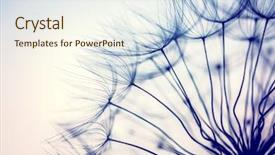  Presentation with flower border - Slide deck with taraxacum flower stylish natural wallpaper background and a cream colored foreground